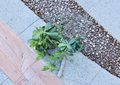 Large Jade Plant Cutting, Crassula ovata Succulent, Unrooted Houseplant Propagation, Green Fleshy Leaves