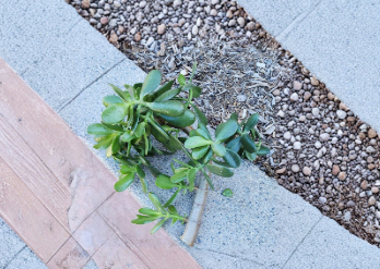 Large Jade Plant Cutting, Crassula ovata Succulent, Unrooted Houseplant Propagation, Green Fleshy Leaves