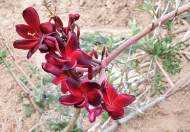 Plumeria Simply Red Cutting - Tropical Frangipani Stem for Propagation, Red Flowers, Garden or Patio Plant