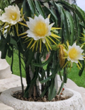 Robles Red Dragon Fruit Cutting 8–10 Inches Hylocereus Undatus Climbing Cactus Plant