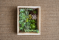 Assorted Succulent Cuttings Pack – 15 Varieties, Live Indoor Outdoor Drought Tolerant Plants, Propagation, Container Gardening