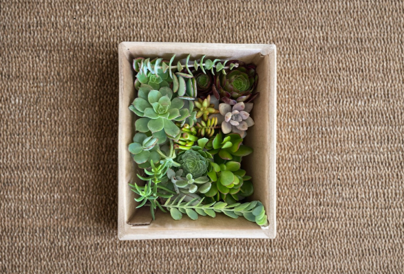 Assorted Succulent Cuttings Pack – 15 Varieties, Live Indoor Outdoor Drought Tolerant Plants, Propagation, Container Gardening