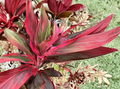 Hawaiian Ti Plant Cuttings 25 Pack - Hybrid Green Pink Red Unrooted 6 Inch Cordyline Fruticosa