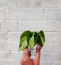 Philodendron ‘Cream Splash’ Cuttings – Variegated Heartleaf Philodendron, Unrooted Propagation Plant, Trailing Houseplant, Philodendron hederaceum