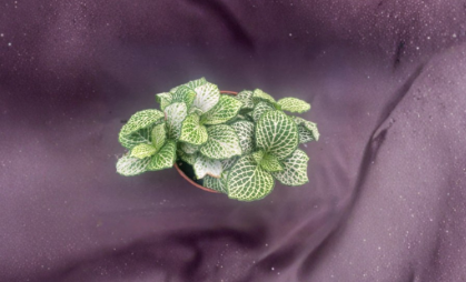 Fittonia Purple Snow Anne Live Plant | Rooted 3 Inch Pot | Nerve Plant with Purple & White Veined Foliage | Tropical Houseplant
