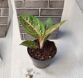 Aglaonema Queen Red Valentine Rooted Starter Plant Indoor Houseplant Pink Red Foliage, Chinese Evergreen