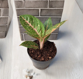 Aglaonema Queen Red Valentine Rooted Starter Plant Indoor Houseplant Pink Red Foliage, Chinese Evergreen