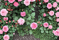 Queen of Elegance Rose Cuttings – 4 Unrooted Garden Rose Stems for Propagation, 10 Inch Rosa Cultivar for Borders & Beds