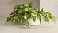Heart Leaf Philodendron Cuttings Bundle of 5 Unrooted Nodes for Propagation - Indoor Houseplant, Philodendron hederaceum