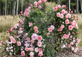 Lady Ashe Climbing Rose Cuttings 5 Pack Unrooted Fragrant Garden Rose Propagation Rosa spp.