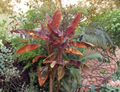 Siam Ruby Ornamental Banana Live Plant - Small Rooted Starter Musa Siam Ruby