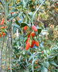 Goji Berry Cuttings 4-6 Inches Lycium barbarum Wolfberry Propagation Unrooted Stems