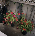 Epiphyllum Orchid Cactus Cuttings Purple Orange Bloom 8-14 Inches, Live Plant Segments, Epiphytic Cactus, Quynh Hoa, Hanging Basket