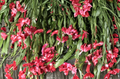 Christmas Cactus Cuttings 6 Pack, Schlumbergera buckleyi, 4-Segment Stems for Propagation, Indoor Holiday Plant