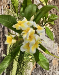 Plumeria Cutting 6-8 Inches Yellow Frangipani Temple Tree Live Unrooted Tropical Plant