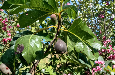 Violetta de Bordeaux Fig Tree Cuttings, Unrooted Ficus Carica Propagation Cuttings for Gardening & Home Orchard