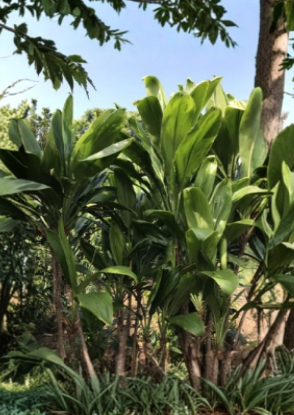 Hawaiian Green Ti Leaf Cuttings – 50 Unrooted Cordyline fruticosa Starter Logs for Tropical Foliage Propagation