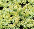 Unrooted Burro’s Tail Succulent Cuttings - Trailing Sedum morganianum for Propagation, Houseplant, Hanging Basket, Blue-Green Foliage