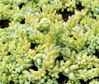 Unrooted Burro’s Tail Succulent Cuttings - Trailing Sedum morganianum for Propagation, Houseplant, Hanging Basket, Blue-Green Foliage