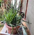 Rooted Aloe Vera Chinensis Plants – 6-8 Inch Live Succulents, Green Rosette, Indoor & Outdoor, Perennial, Well-Draining Soil