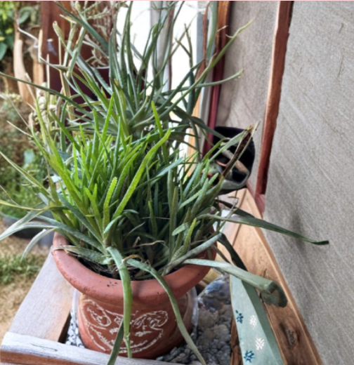 Rooted Aloe Vera Chinensis Plants – 6-8 Inch Live Succulents, Green Rosette, Indoor & Outdoor, Perennial, Well-Draining Soil