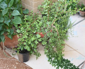 Elephant Bush Succulent Cuttings 5 Pack Unrooted Portulacaria afra Propagation Stems