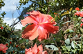 Organic Double Hibiscus Cuttings - Unrooted Flowering Shrubs in Salmon, Pink, Orange, Yellow, Red | Hibiscus rosa-sinensis