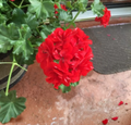 Geranium Mountie Red Pelargonium Cuttings – Bright Red Flowers, Garden Plant, Unrooted Propagation Stock