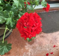 Geranium Mountie Red Pelargonium Cuttings – Bright Red Flowers, Garden Plant, Unrooted Propagation Stock