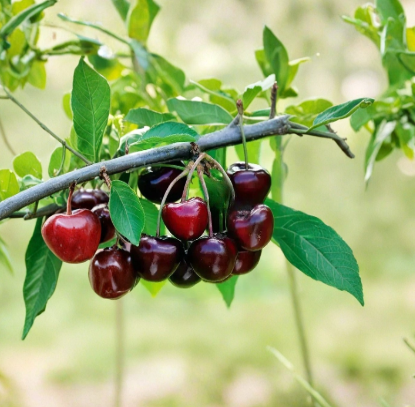 Carmen Giant Cherry Tree Cuttings 5 Pack Prunus avium Sweet Cherry Grafting Dormant Hardwood