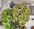 Unrooted Aeonium Succulent Cuttings 3" Rosette Green Foliage for Garden & Container Propagation