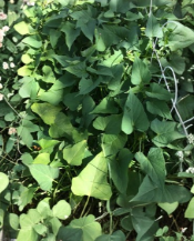 Okinawa Purple Sweet Potato Slips Unrooted Cuttings - Ipomoea batatas, Vining, Edible Tubers, Full Sun, Well-Draining Soil, Lot of 10