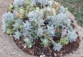 Sedum Blue Spruce Cuttings 10 Pack - Trailing Ground Cover Succulent for Rock Gardens & Borders