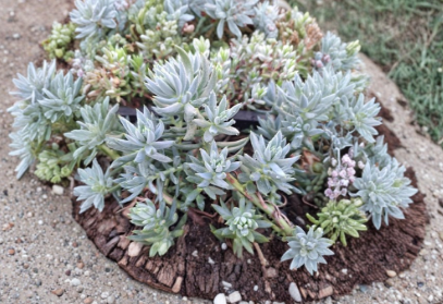 Sedum Blue Spruce Cuttings 10 Pack - Trailing Ground Cover Succulent for Rock Gardens & Borders