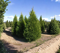 Leyland Cypress Unrooted Tree Cuttings – 20 Healthy 7-8 Inch Evergreen Hedging Plants for Privacy Screen & Landscape