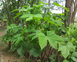 Chaya Cuttings 7-8 Inch Unrooted Cnidoscolus aconitifolius Spinach Tree Tropical Shrub