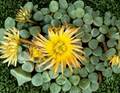 Fenestraria Rhopalophylla Baby Toes Succulent Seeds – 10 Seeds for Indoor & Outdoor Growing, Windowed Succulent, Perennial Plant