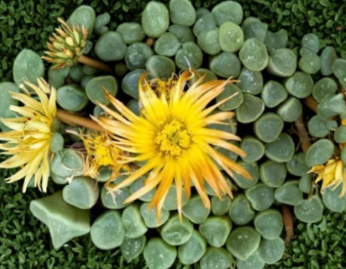 Fenestraria Rhopalophylla Baby Toes Succulent Seeds – 10 Seeds for Indoor & Outdoor Growing, Windowed Succulent, Perennial Plant