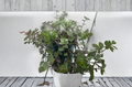 Unrooted Callisia repens Cutting - Creeping Inch Plant, Trailing Houseplant, Green Foliage, Live Propagation Cuttings