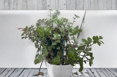 Unrooted Callisia repens Cutting - Creeping Inch Plant, Trailing Houseplant, Green Foliage, Live Propagation Cuttings