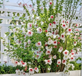 Rose of Sharon Red Heart Hibiscus Syriacus 10 Cuttings Seeds Hardy Flowering Shrub for Garden Hedge