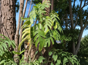 Cebu Blue Pothos Unrooted Cutting 4 Node Epipremnum Pinnatum Tropical Vining Houseplant
