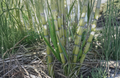 Rooted Sugarcane Plant Cuttings Set of 5 | Live Tropical Saccharum officinarum Clippings for Garden or Container