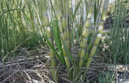 Rooted Sugarcane Plant Cuttings Set of 5 | Live Tropical Saccharum officinarum Clippings for Garden or Container