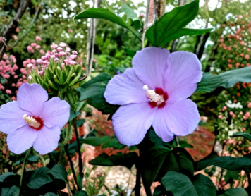 Purple Rose of Sharon Live Plant | Starter Shrub 6-12 Inches | Hibiscus Syriacus | Ornamental Flowering Bush