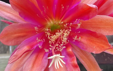 Epiphyllum Orchid Cactus Cutting 8 Inch Alaska Gold Unrooted Succulent for Propagation