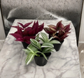 Tradescantia Plant Pack of 3 Live Houseplants in 2-Inch Pots - Zebrina, Albiflora, Burgundy Varieties