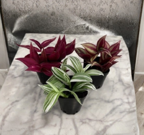 Tradescantia Plant Pack of 3 Live Houseplants in 2-Inch Pots - Zebrina, Albiflora, Burgundy Varieties
