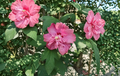 Unrooted Hibiscus syriacus Freedom Rose of Sharon Cuttings Double Pink Flower Shrub Propagation