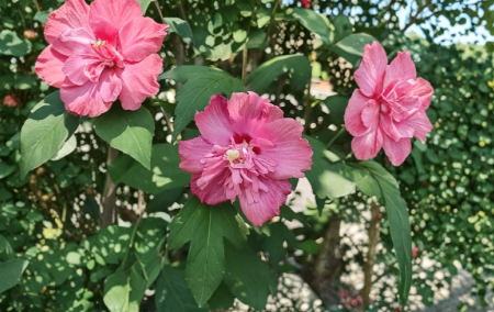 Unrooted Hibiscus syriacus Freedom Rose of Sharon Cuttings Double Pink Flower Shrub Propagation